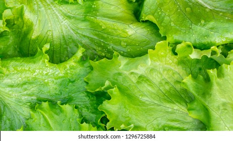 Fresh Cut Leaves Of Green Lettuce Texture, Top View