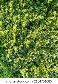 A Fresh Cut Ornamental Vertical Garden Hedge Landscaping Gardening Pruned Leafy Formal Gardens Shrubbery Pruning Bush