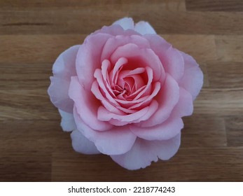 Fresh Cut Of Single Pink Rose On Top Of Brown Wooden Table