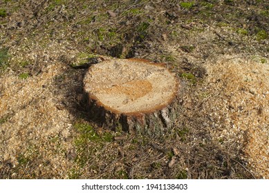 Fresh Cut Tree Stump In The Forest 