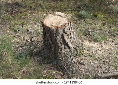 Fresh Cut Tree Stump In The Forest 