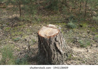 Fresh Cut Tree Stump In The Forest 