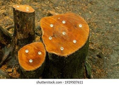 Fresh Cut Tree Stump Trunk With Killer Plugs That Contains Of Granular Glyphosate Herbicide