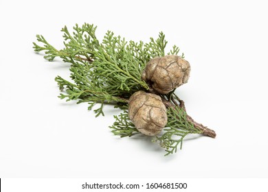 Fresh cypress branch with cones isolated on white background. Cupressaceae