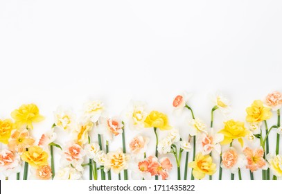 Fresh Daffodil Flowers on white Background