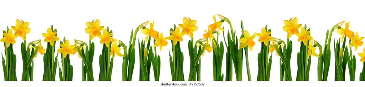 Fresh daffodils isolated on white background.