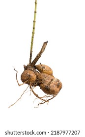 Fresh Dahlia Tubers Or Bulbs, Tuberous Root Of Dahlia Plant, Ready For Planting, Isolated On White Background