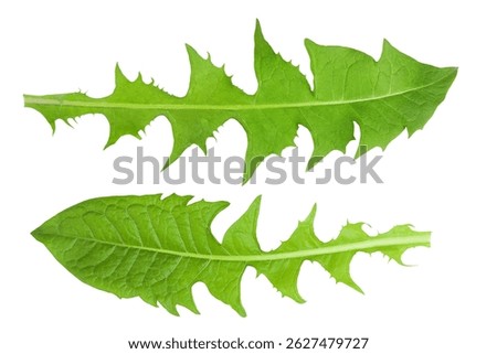 Fresh dandelion leaf isolated on white background. Top view. Flat lay