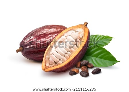 Fresh Dark red cocoa pods with half sliced and beans isolated on white background.
