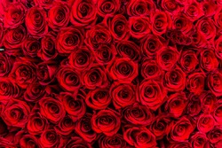 Fresco Rose Rosso Scuro Close Up Texture Sfondo