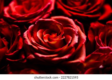 Fresh dark red roses close up texture background for St. Valentine's Day - Powered by Shutterstock