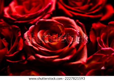 Fresh dark red roses close up texture background for St. Valentine's Day