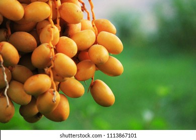 Fresh dates from the palm tree muscat oman