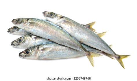 Fresh Decapterus Fish Isolated On White Background