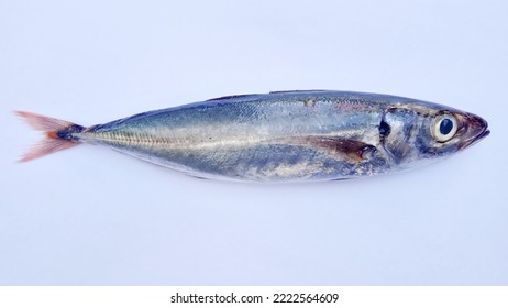 Fresh Decapterus Fish On White Background 