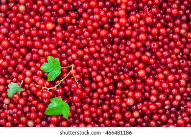 Fresh delicious organic red currant as a background, top view