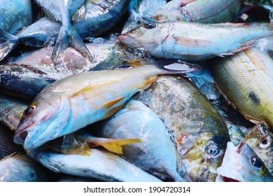 Fresh Demersal Fish Ready Marketed