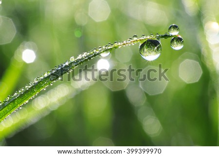 Fresh dewdrops on green grass