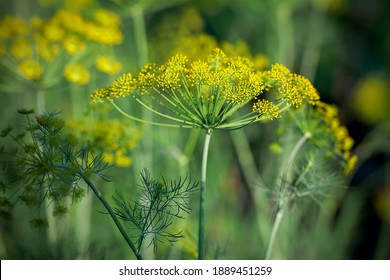Fresh dill (Anethum graveolens) growing on the vegetable bed. Annual herb, family Apiaceae.  Growing fresh herbs. Green plants in the garden, ecological agriculture for producing  healthy food concept