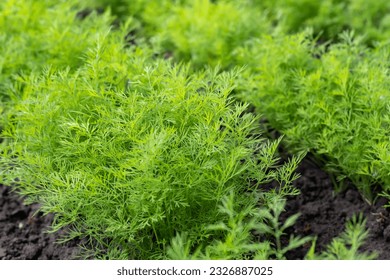 Fresh dill Anethum graveolens growing on the vegetable bed. Annual herb, family Apiaceae. Growing fresh herbs. Green plants in the garden, ecological agriculture for producing healthy food concept