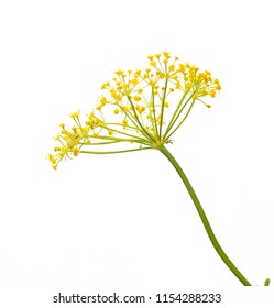 Fresh Dill Flowers On White Background