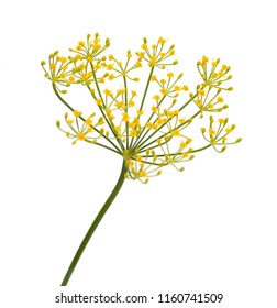 Fresh Dill Flowers On White Background