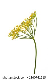 Fresh Dill Flowers On White Background