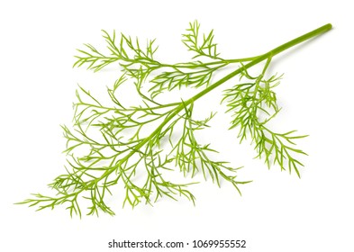 Fresh Dill Weed Isolated On White