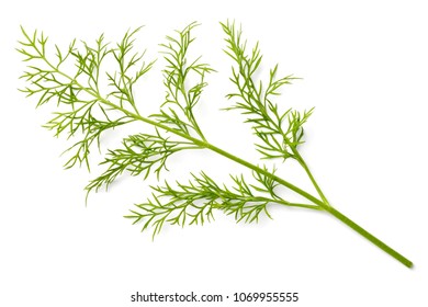 Fresh Dill Weed Isolated On White