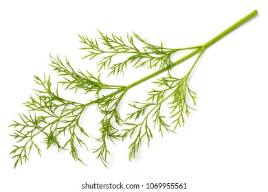 Fresh Dill Weed Isolated On White