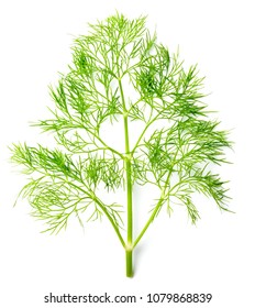 Fresh Dill Weed Isolated On White