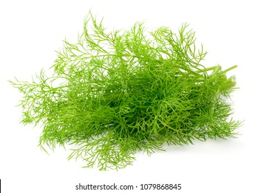 Fresh Dill Weed Isolated On White