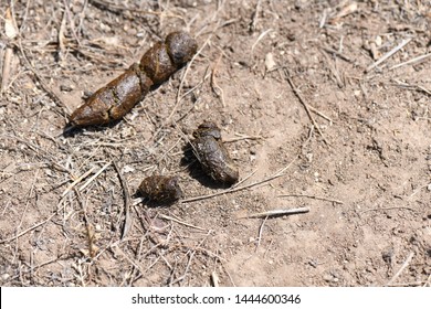 Fresh Dog Excrement On Dirt Stock Photo 1444600346 | Shutterstock