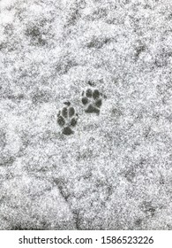 Fresh Dog Paw Print In The Snow