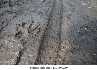 Fresh Dog Pawprint Beside Fresh Bike Tire Trails Left In Wet Mud By The Dog And His Owner On Mountain Bike. Walk The Dog In Any Weather Concept.