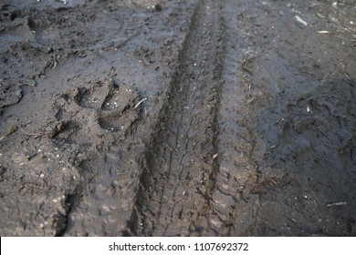 Fresh Dog Pawprint Beside Fresh Bike Tire Trails Left In Wet Mud By Mountain Bike Rider And A Dog. Walk The Dog In Any Weather Concept.