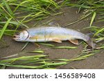 Fresh Dolly Varden trout ( Salvelinus malma )  catch. Koppi river. Khabarovsk region, far East, Russia. 