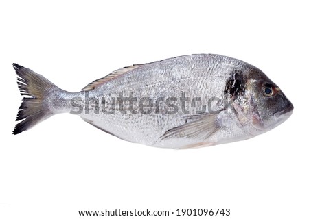 Fresh dorado fish isolated on white background