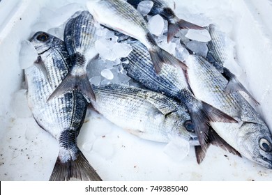 Fresh Dorado Fish On Ice In A Box Made Of Styrofoam At Supermarket For Sale.