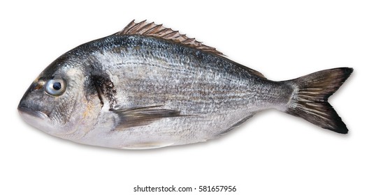 Fresh Dorado Isolated On White Background