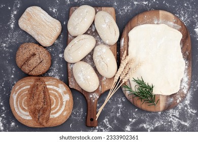 Fresh dough for bread making with ciabatta and seeded rolls and rye loaf with wheat sheaths and rosemary herb and flour dusting over grey background. - Powered by Shutterstock