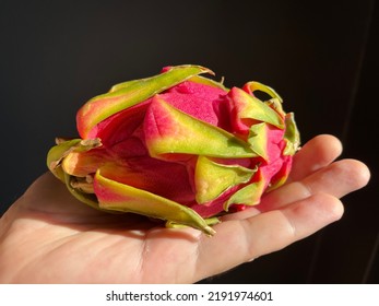 Fresh Dragon Fruit In The Hand