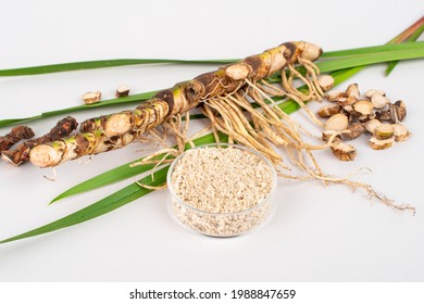Fresh and dried Acorus calamus roots, also known as sweet flag, calamus leaves and powder isolated on light background. For personal care products, beauty and medicine.