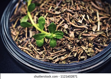Fresh and dried Bacopa herb plant, known form Ayurveda as Brahmi 