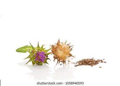 Fresh And Dried Milk Thistle Flowers With Seeds. Isolated On White Background. Nutritional Supplement.