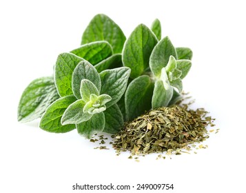 Fresh and dried oregano spices