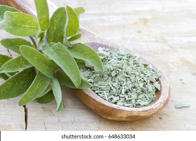 Fresh And Dried Sage