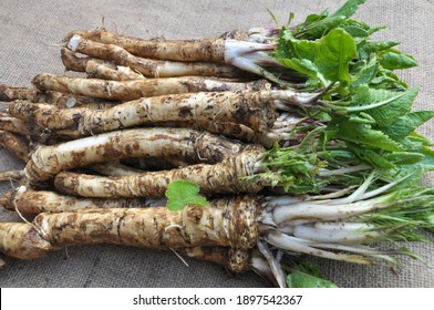 Fresh, dug-out root horseradish with leaves on the pile