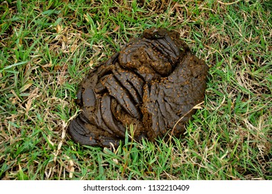 230 Ox Dung Images, Stock Photos & Vectors | Shutterstock