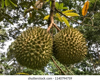 Fresh Durian In Farm , Hold In Tree